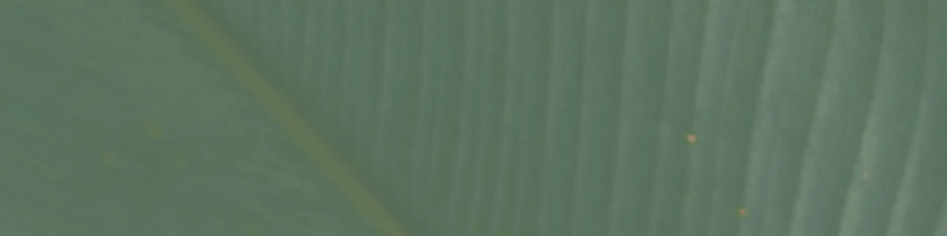 Creamos y transformamos marcas auténticas con estrategia, propósito y corazón